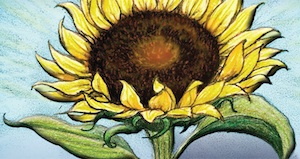sunflower-banner_cropped300x159.jpg