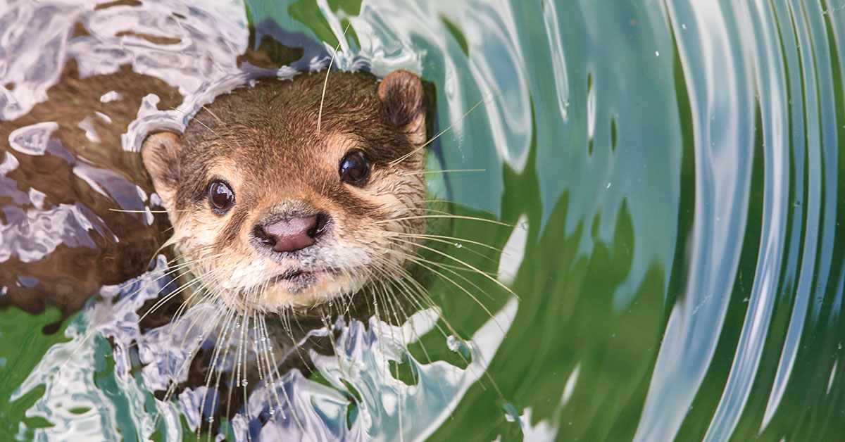 Try Not To Smile When You Watch These Adorable Baby Otters G - EroFound