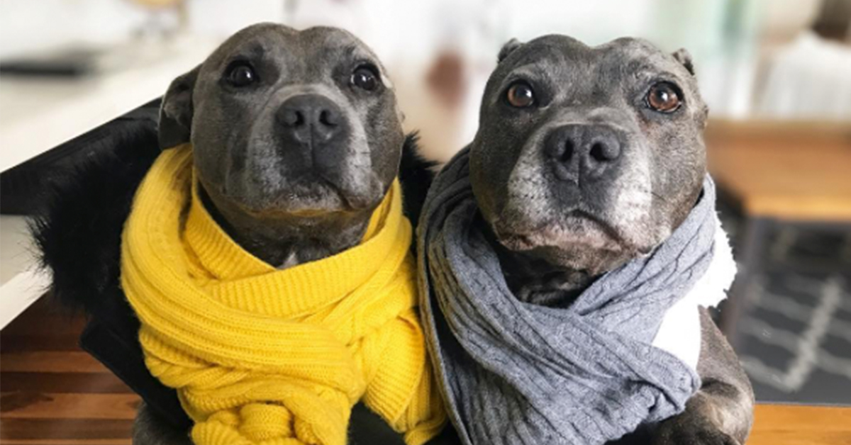 4 Most Misunderstood Dog Breeds Hope Coming Dog Breed vrogue.co