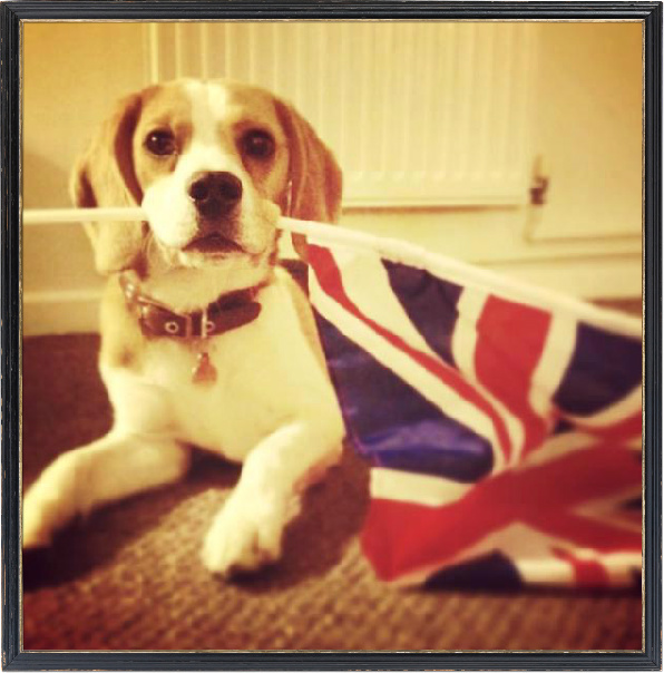 4-13-newsletter-UK-beagle.jpg