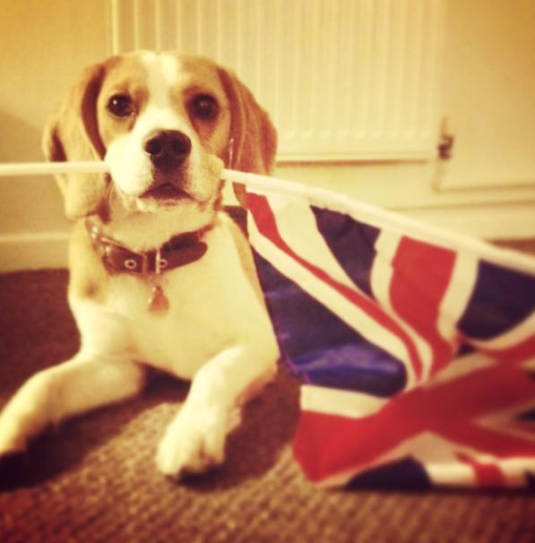 uk_beagle_steph_henderson.jpg
