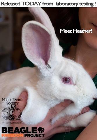 heather_BFP_rabbit.jpg