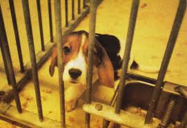 beagle_cage.png
