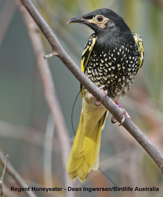 Regent_Honeyeater_captioned_small.jpg