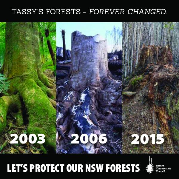 Rainforest_logging_over_time-web.jpg Rainforest_logging_over_time-web.jpg