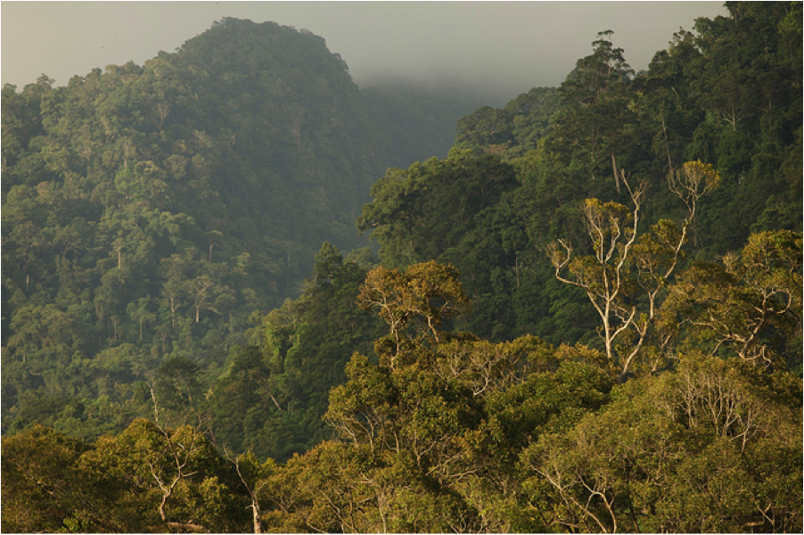 Indo forests Indo Forests
