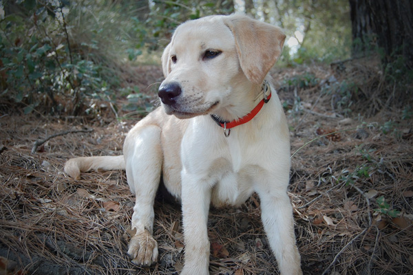 Dog.jpg