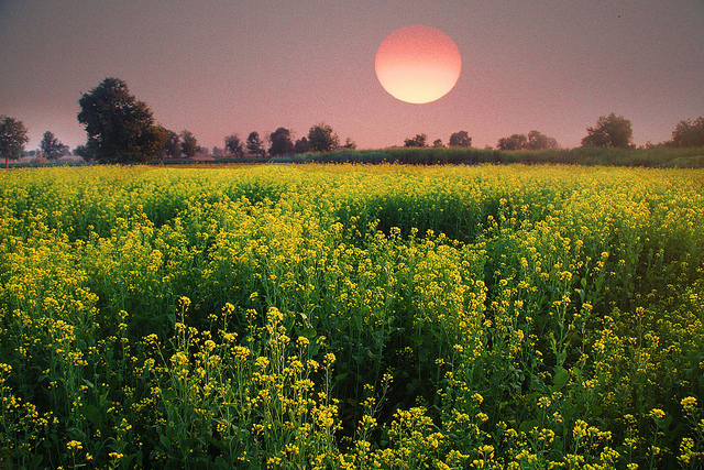 punjab the land of five rivers essay punjab the land of five rivers essay