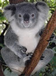 koala.jpeg