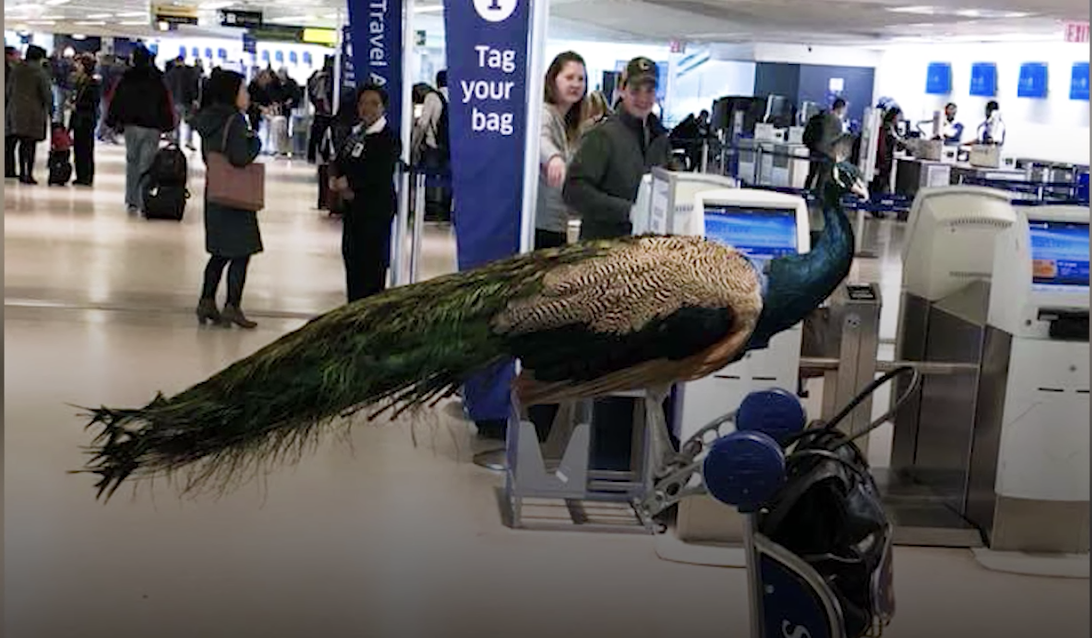 AFA Applauds Final DOT Rule on Service Animals