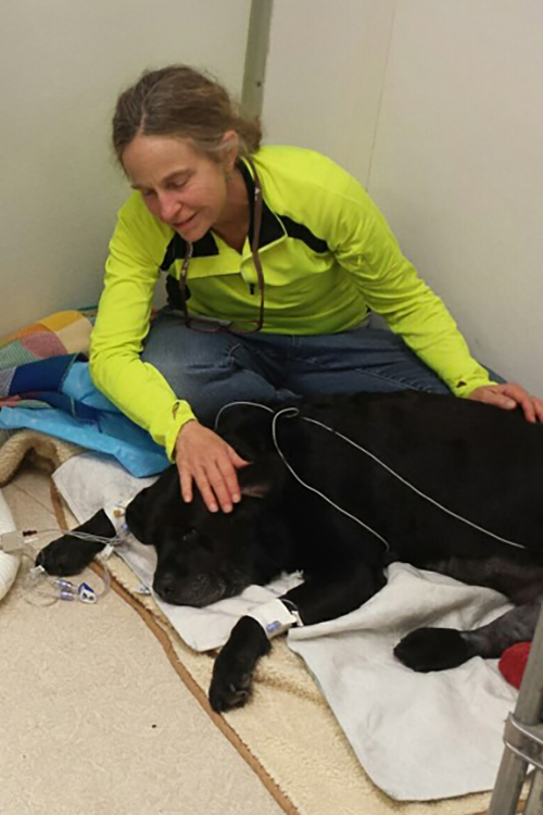 Animal Caregiver Support AHELP Project