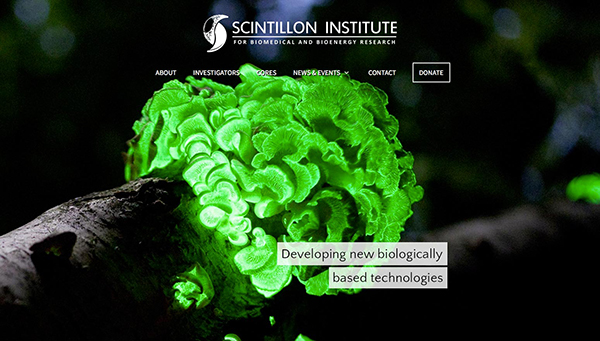 scintillon1.jpg