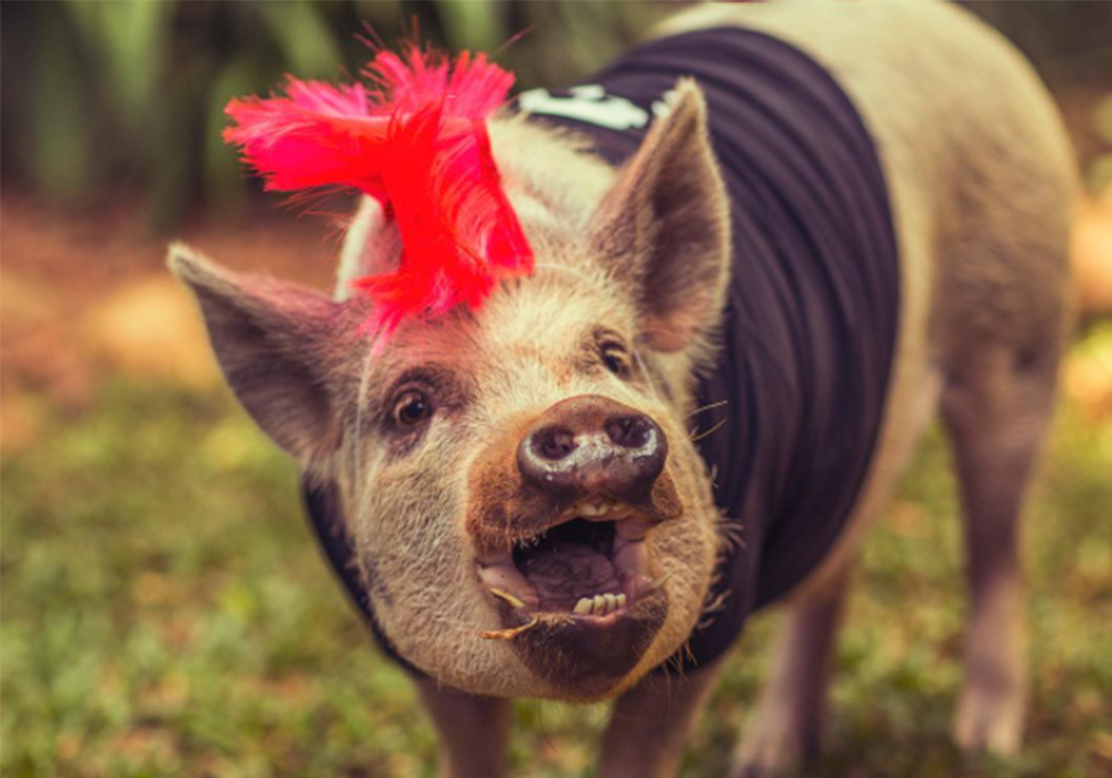 jamon is the cutest pig ever and he s determined to change how you