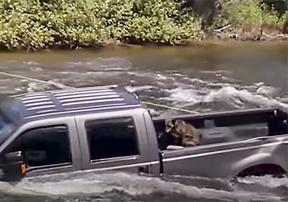 Bed Of A Truck >> Dog Trapped In The Bed Of A Truck Surrounded By Roaring Rapids Bed Of A Truck >> Dog Trapped In The Bed Of A Truck Surrounded By Roaring Rapids