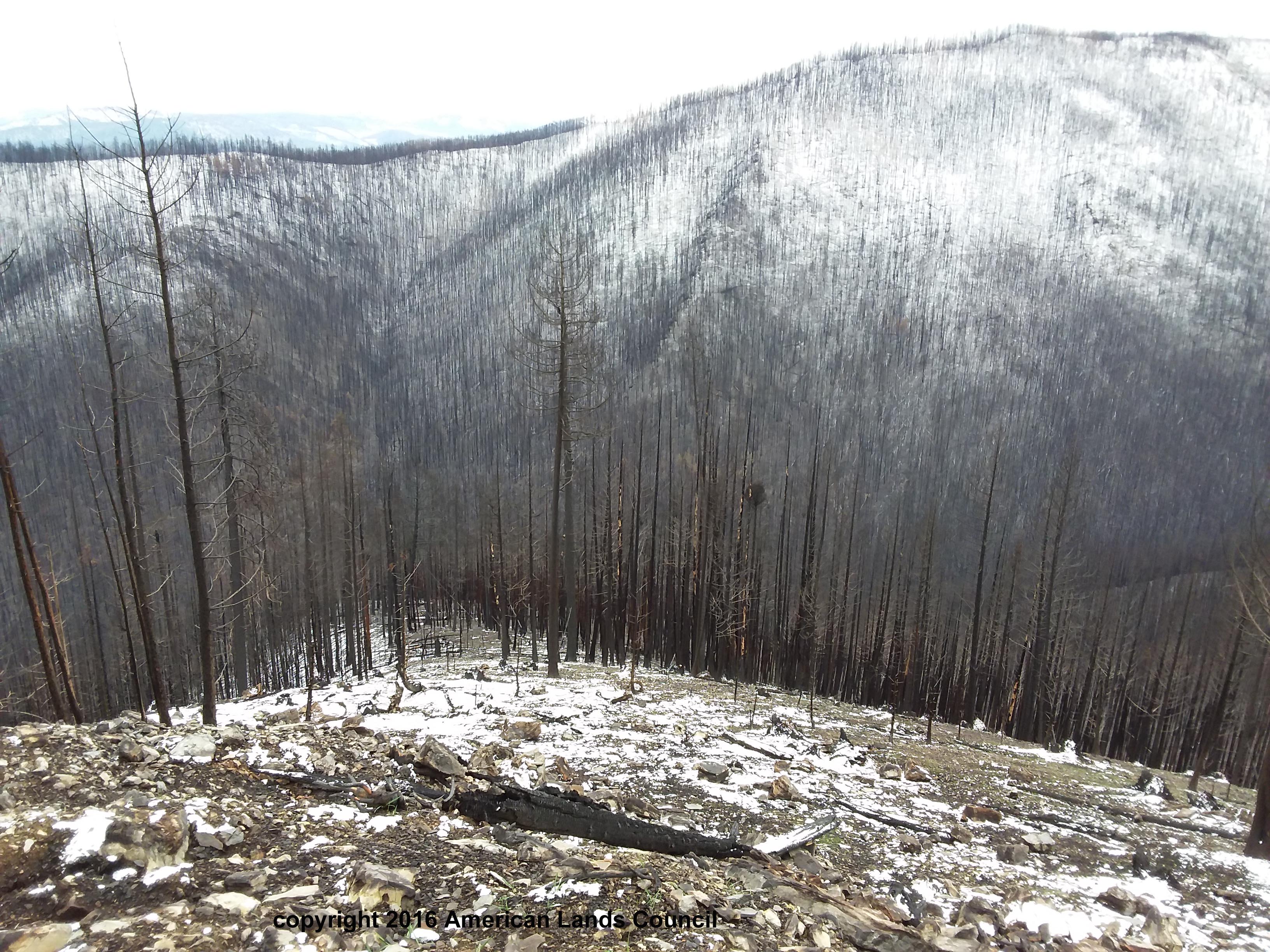 deadforestMT.jpg