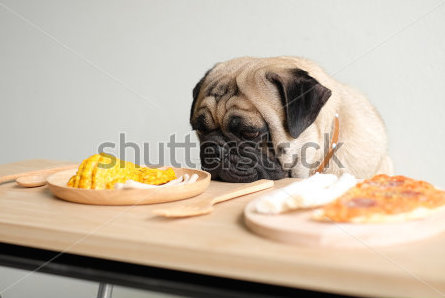 stock-photo-have-lunch-with-me-the-pugs-dog-waiting-to-eat-dog-snack-337461746.jpg