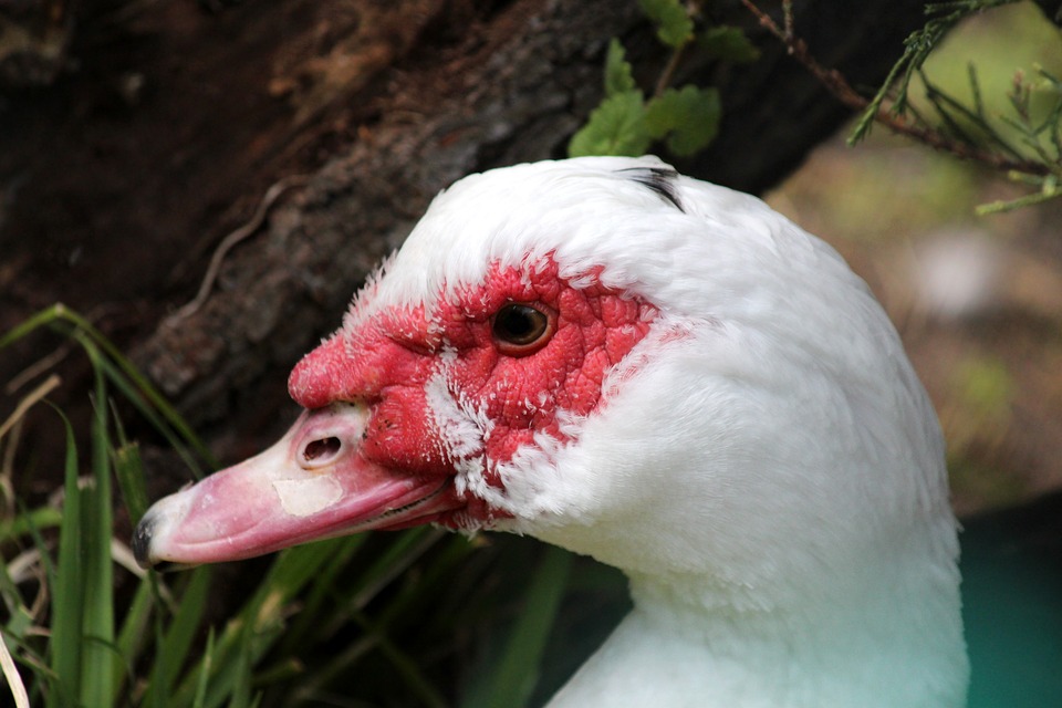 A Muscovy Duck