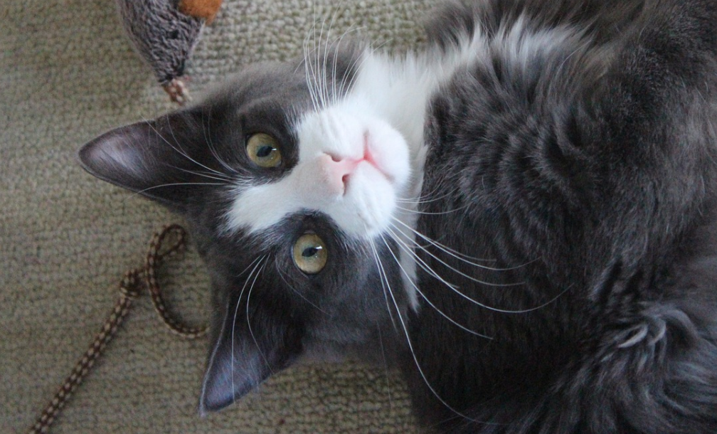 Not Taco/Stock Image Stock image of gray and white cat