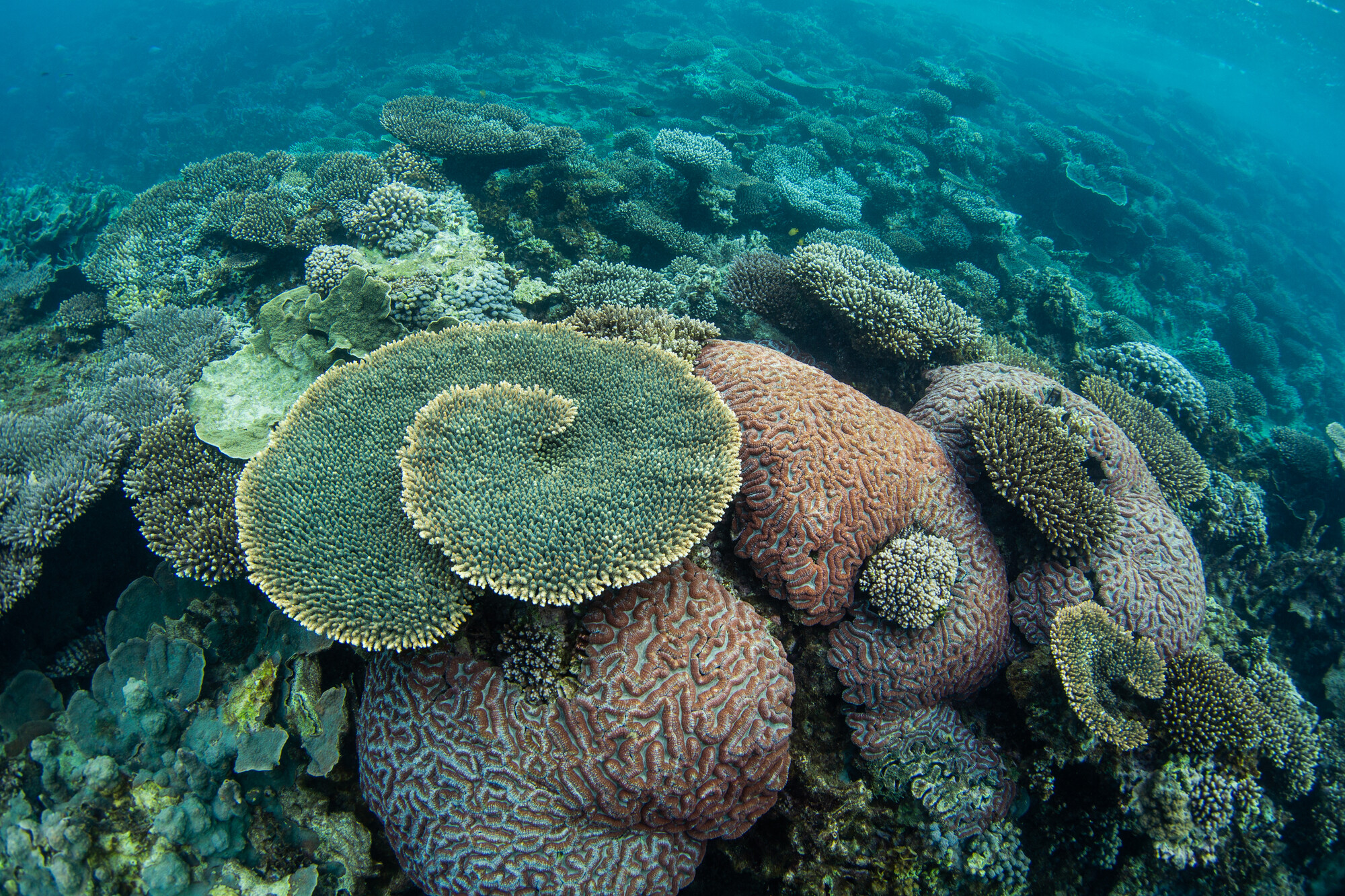 Ningaloo safe from Woodside rig dumping Australian Conservation