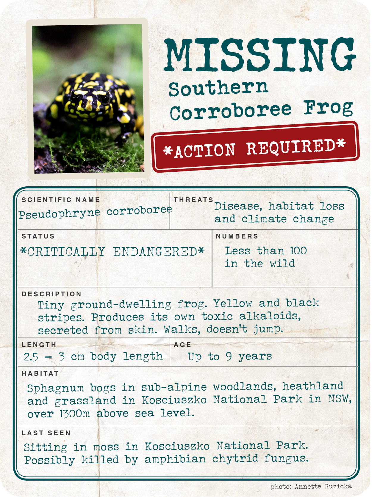 Missing_Creature_Report__600px_web_SouthernCorroboreeFrog.jpg