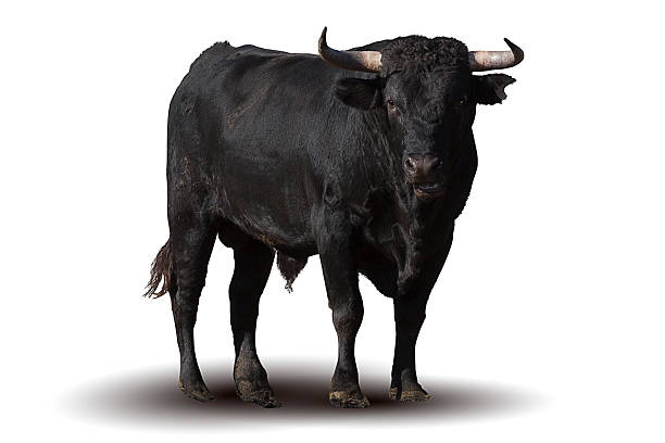bullying bull australian conservatives