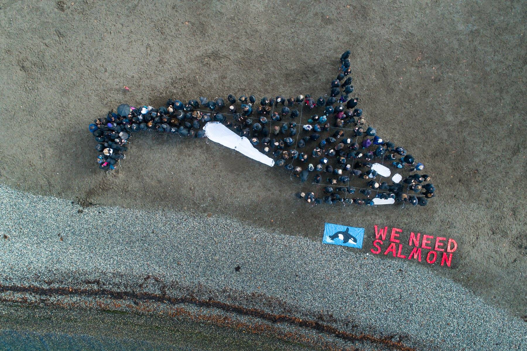 Human Orca Mural: Bellingham - Backbone Campaign