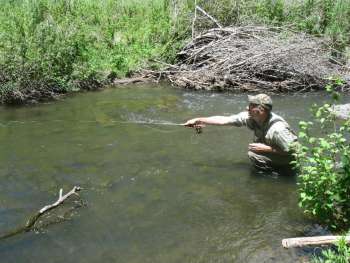 Fish-Upstream