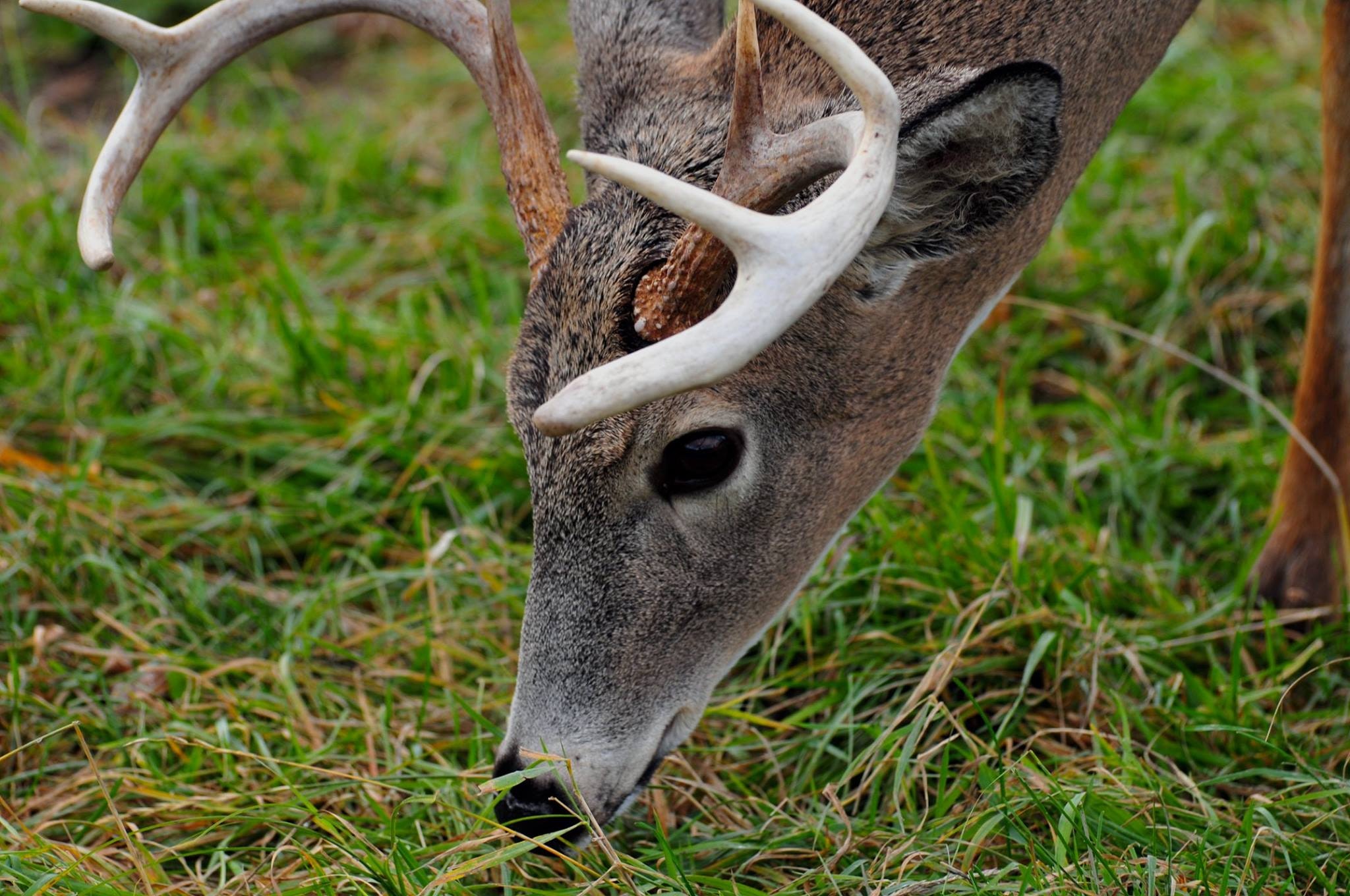 animal-antlers-buck-close-up-397850.jpg