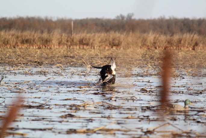 Why Keep The University Of Arkansas Pine Tree Experimental Station Wda Public Backcountry Hunters And Anglers
