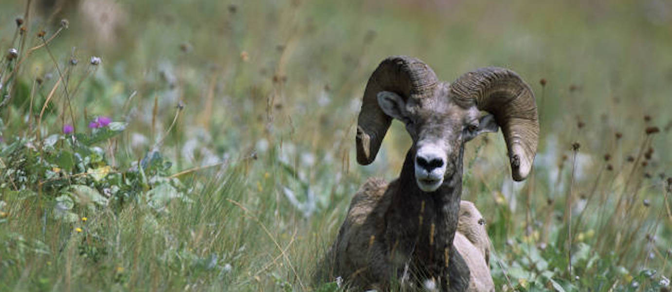 Bighorn Sheep Backcountry Hunters and Anglers
