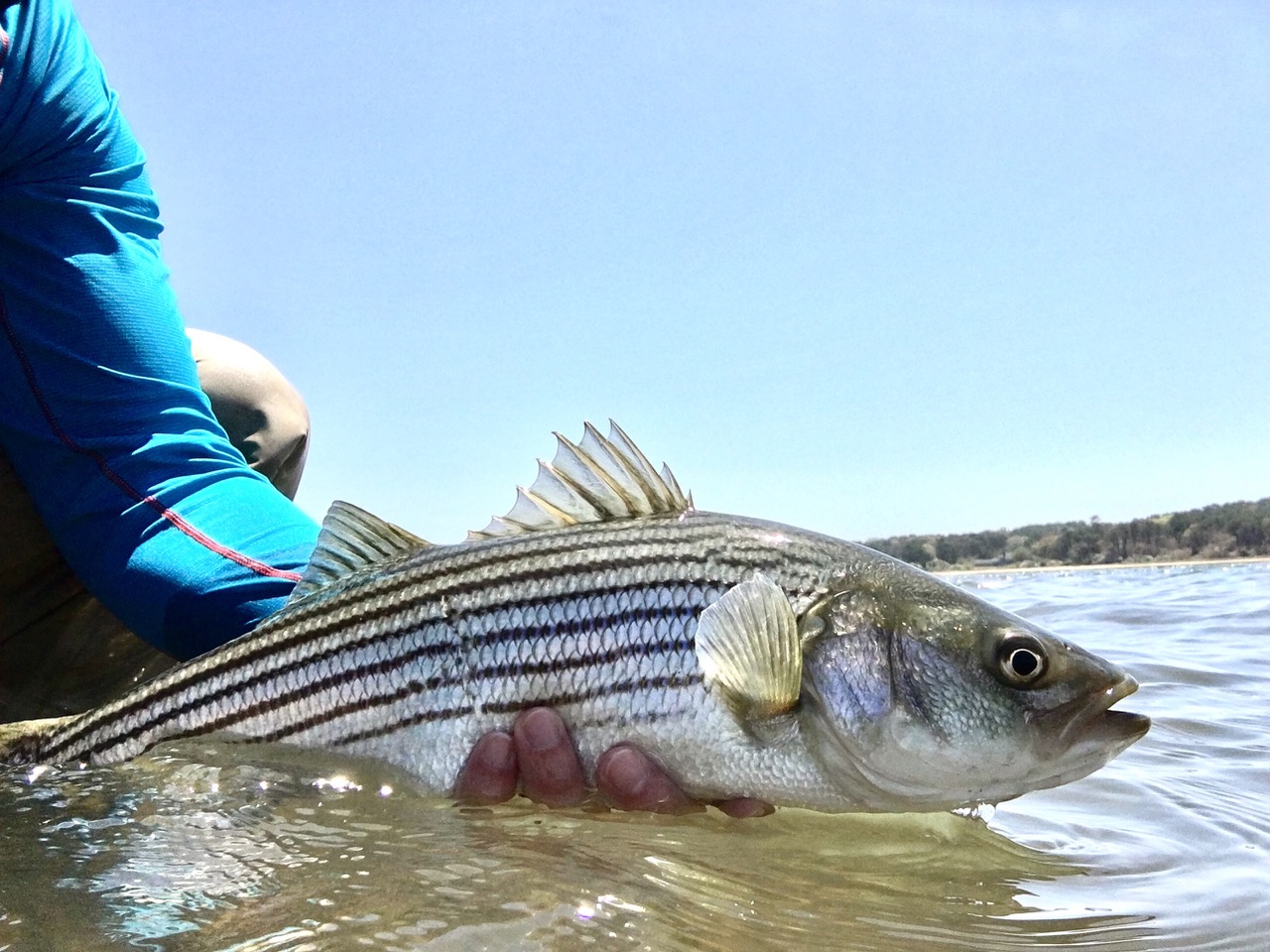 Take Action to Protect the Striped Bass Stock Along the Atlantic Coast