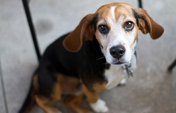 Beagle Freedom Project