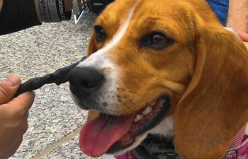 Beagle Freedom Project