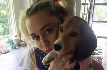 Beagle Freedom Project