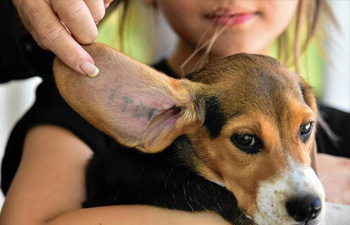 Beagle Freedom Project