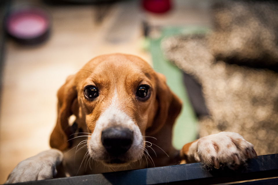 Resultado de imagen para beagle cuddle