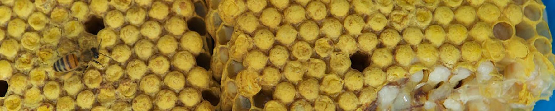 Meet our Bug of the Week