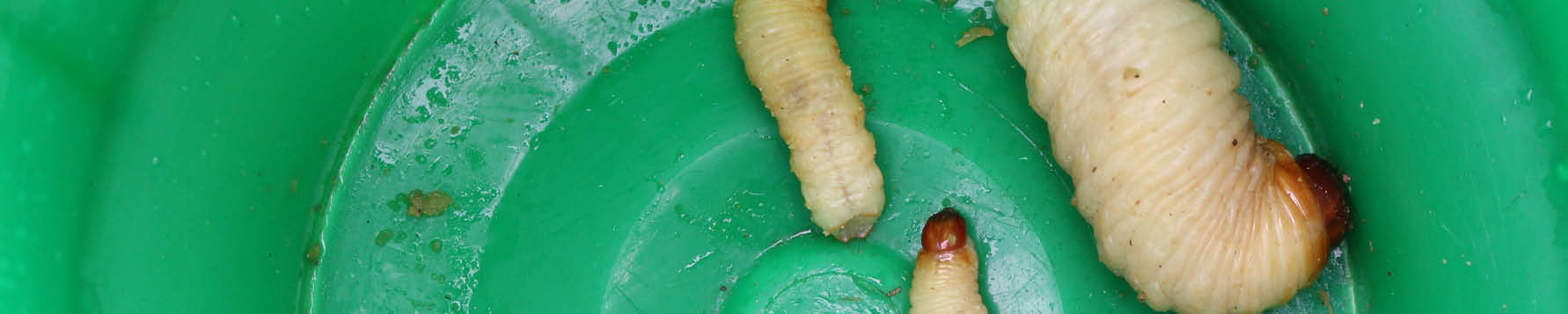 How can I try insects?