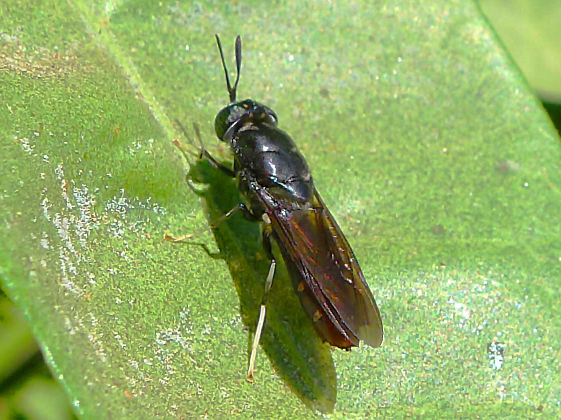 Black Soldier Fly BUGSfeed