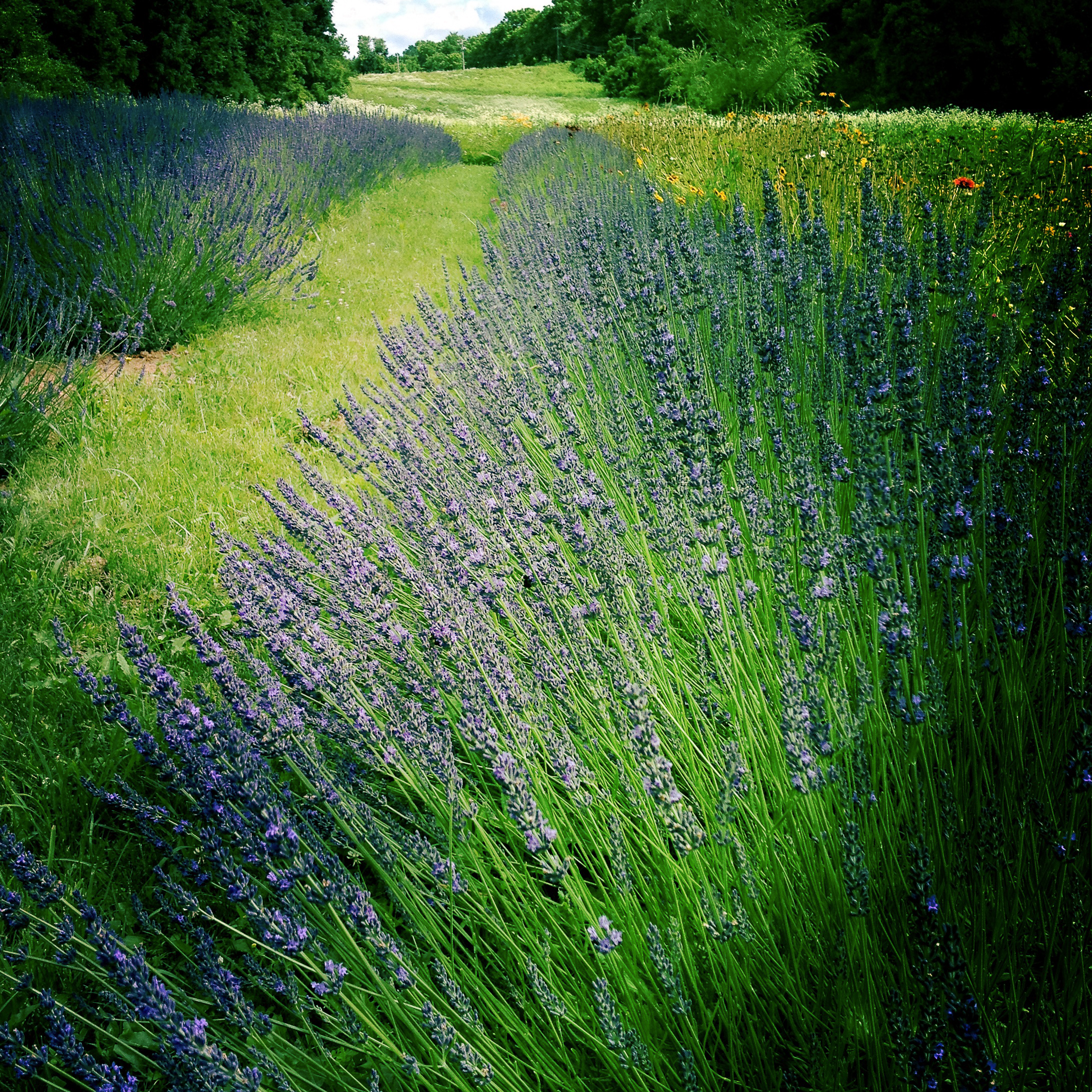 Lavender_Farmette.jpg
