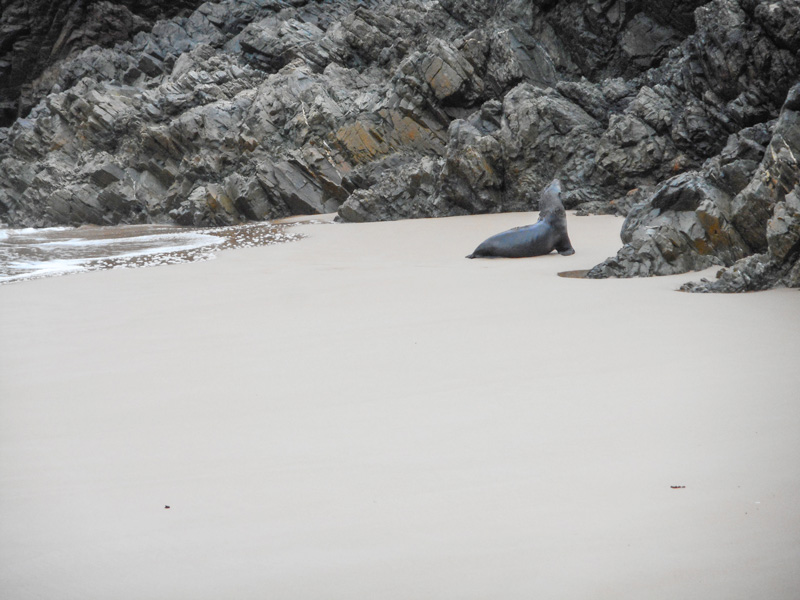 Seal-near-Interview-River-small.jpg