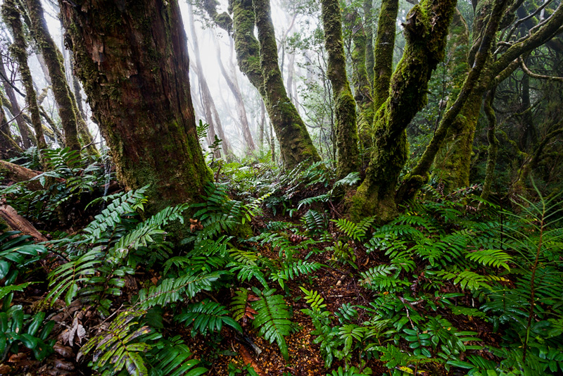 Cloud-Forest-on-the-Norfolk-Range_MGay_TIM-2017.jpg