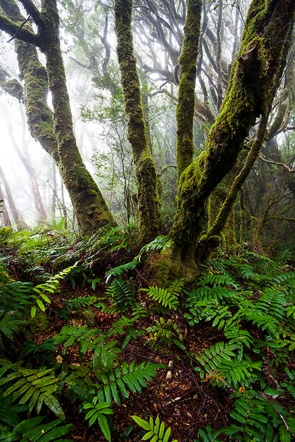 Cloud-Forest-on-the-Norfolk-Range-II_MGay_TIM-2017.jpg