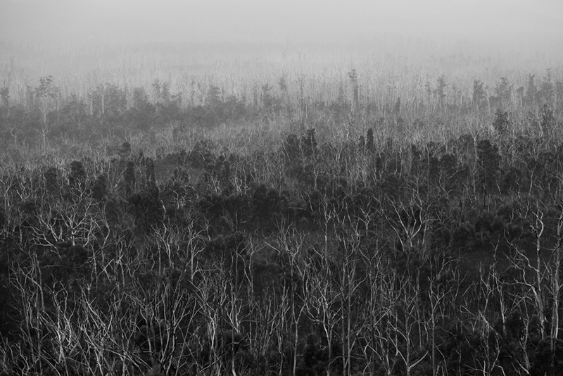 Misty-forests-of-the-Donaldson-River-valley_MGay_TIM-2017.jpg