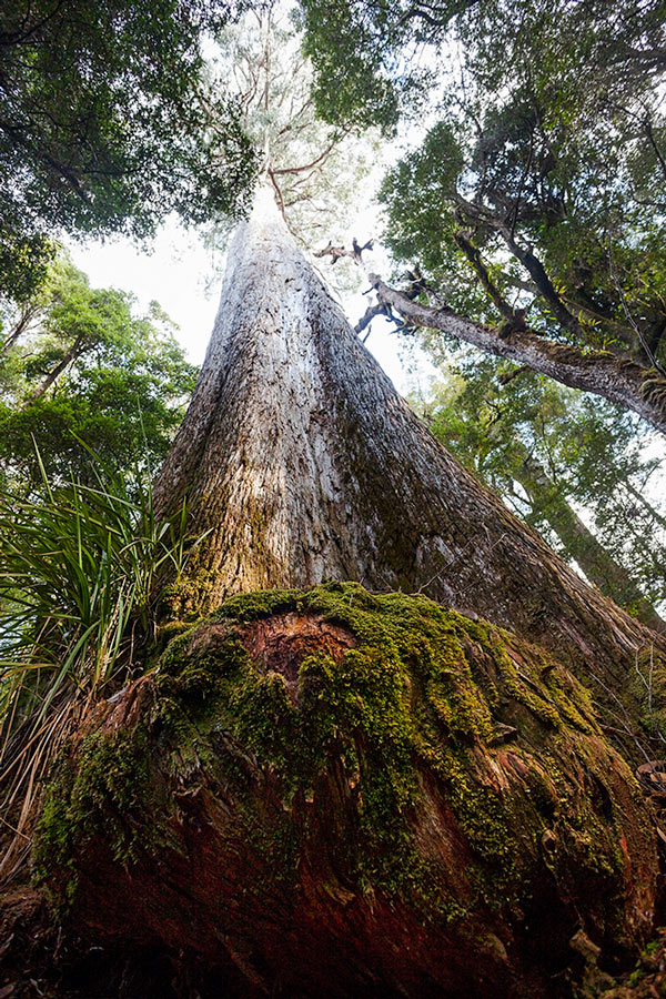 Rapid-River-Eucalypt_MGay_TIM-2017.jpg