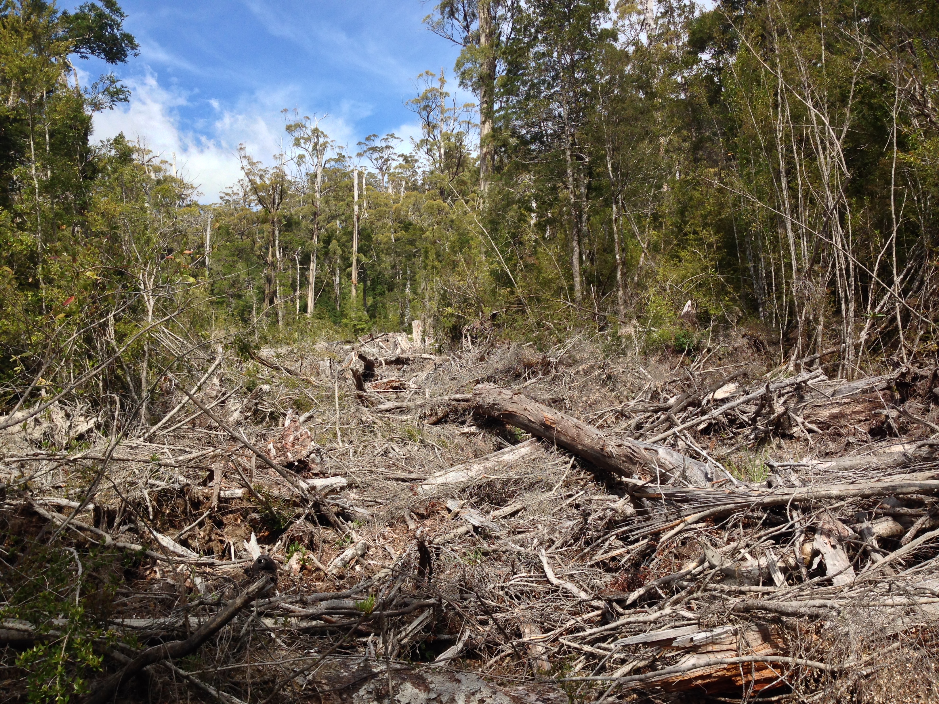 Logging Area number 3 in Coupe EP048C Photographed 18.11.15. Photography Jenny Weber