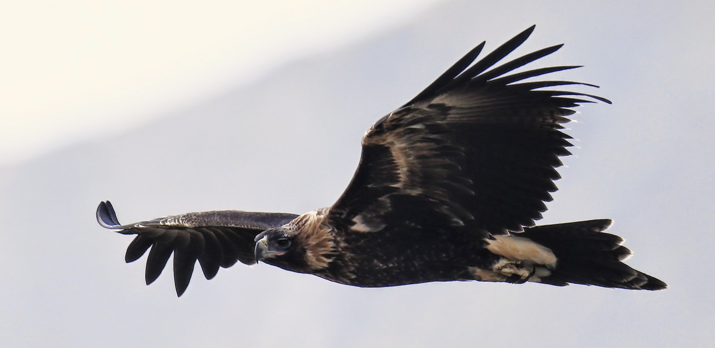 Eagle.jpg
