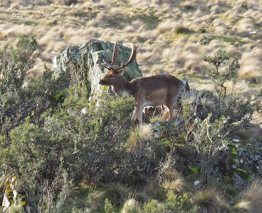 Recently photographed deer at Bradys Lake, Tasmania's Central Plateau.