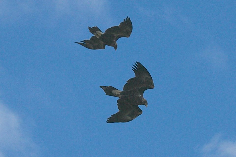Peter_Harmsen_Tarkine_in_Motion_Eagles_1_.jpg