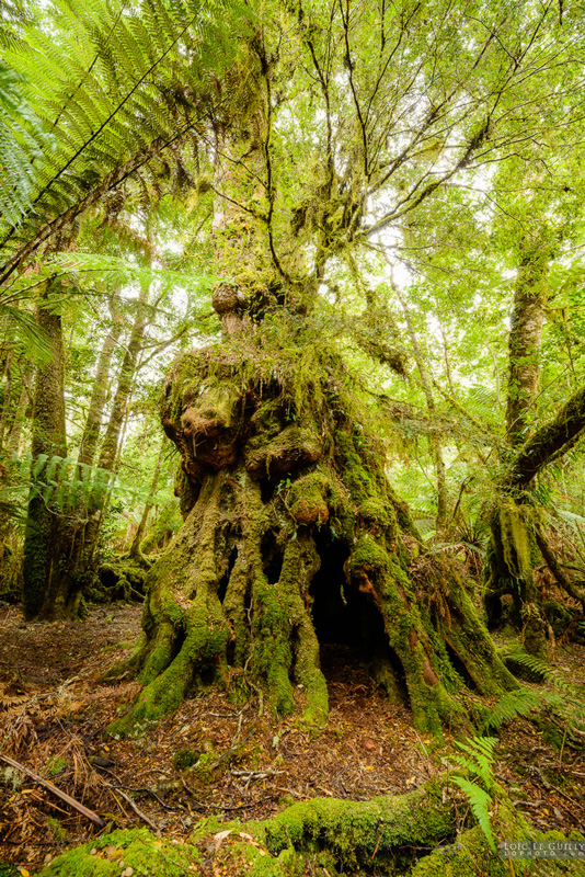 Tarkine Rainforest, scheduled for logging, photographed by Loic LeGuilly